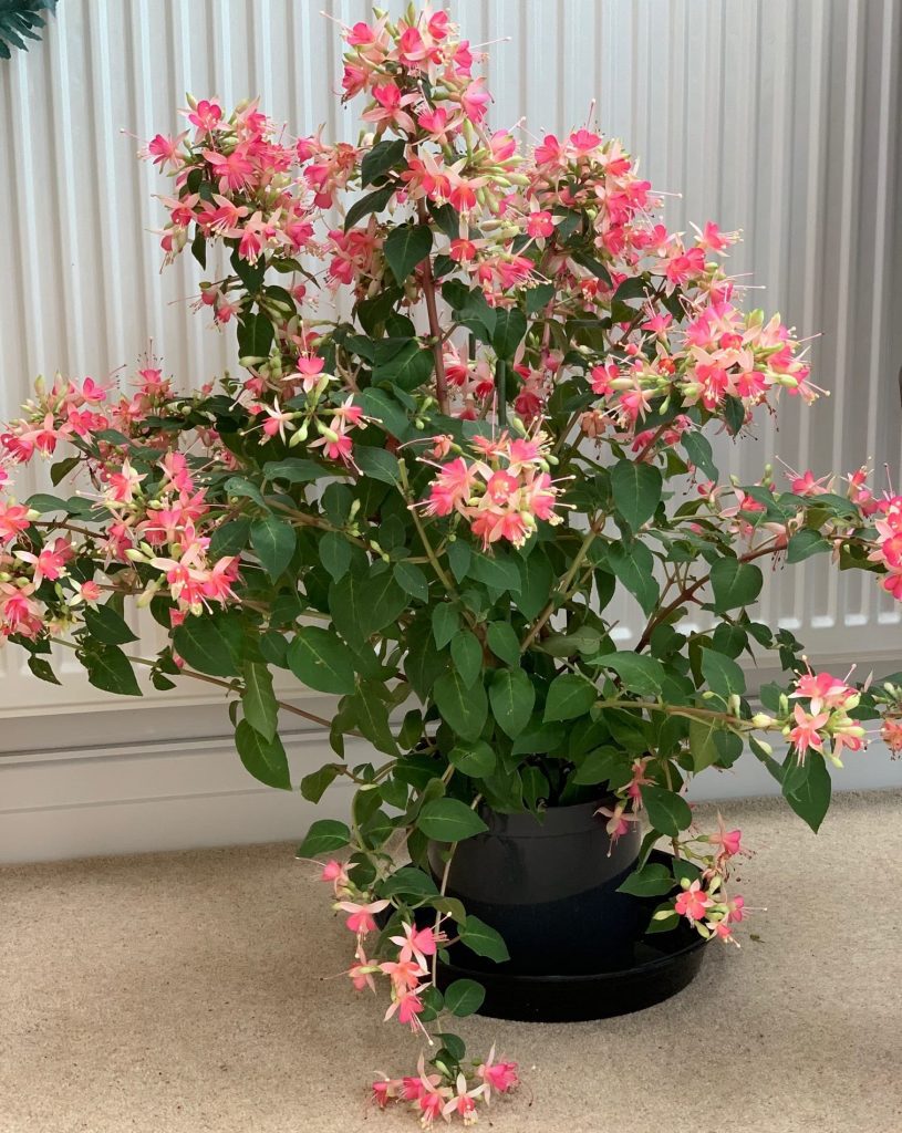 My lovely fuchsia, carried upstairs by my knight in shining armour!