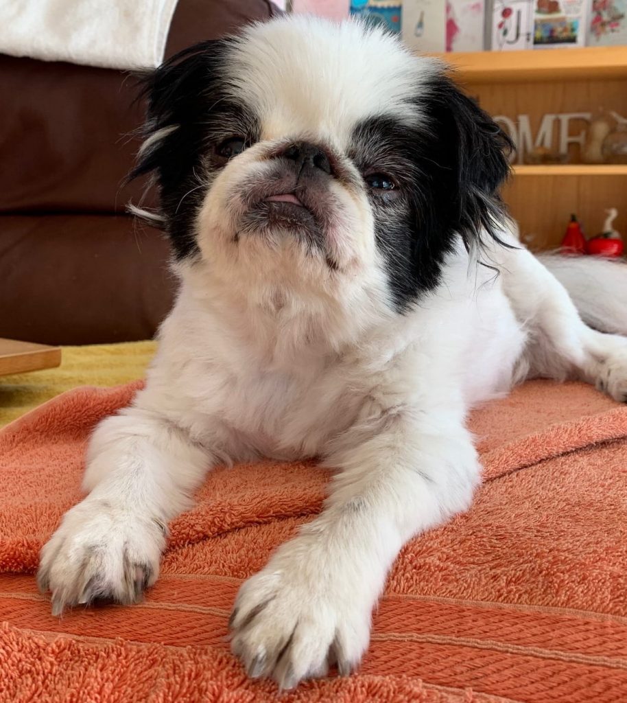 Koko with his hot weather haircut