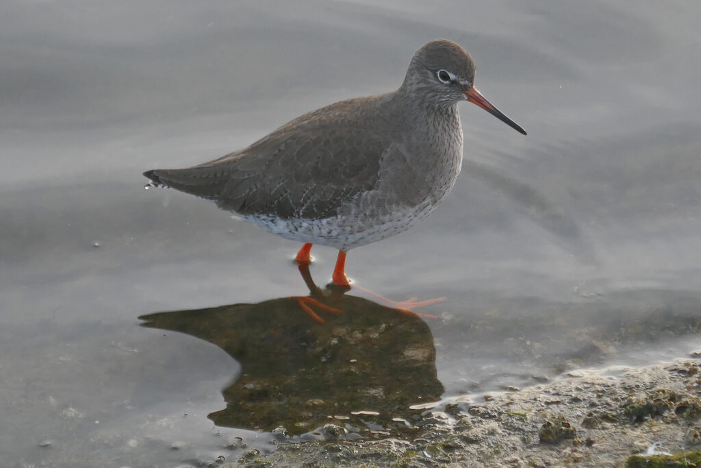Redshank at Fairhaven Lake. Photo: Sue Massey