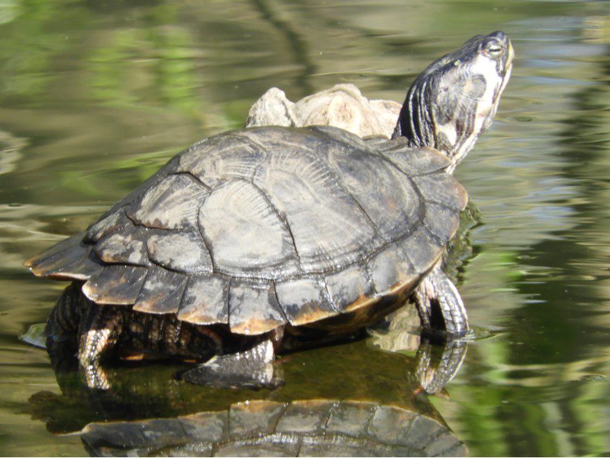 Terrapin at the Duck Pond in Cleveleys. Photo: Peter Airton