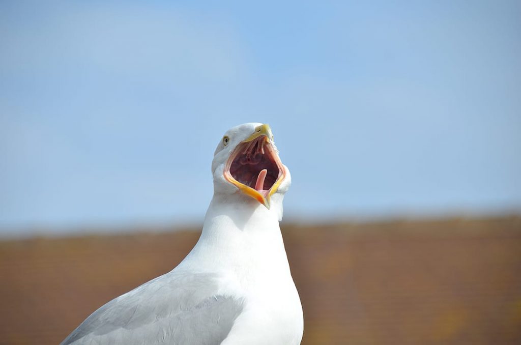 Feed me now!