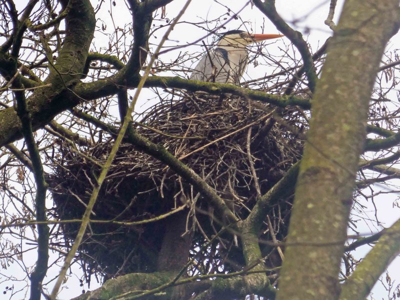 A heron peers from its lofty nest made of twigs and sticks.