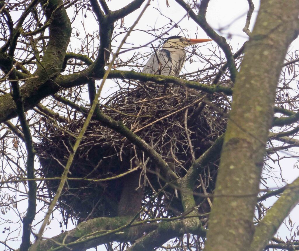 Nesting Heron - Lytham Hall woodland walks