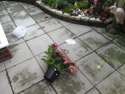 Baby seagull's been playing in the garden!