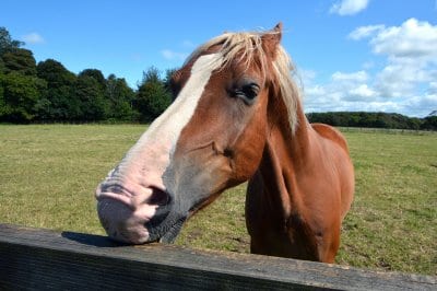 What they should look like, not neglected horses