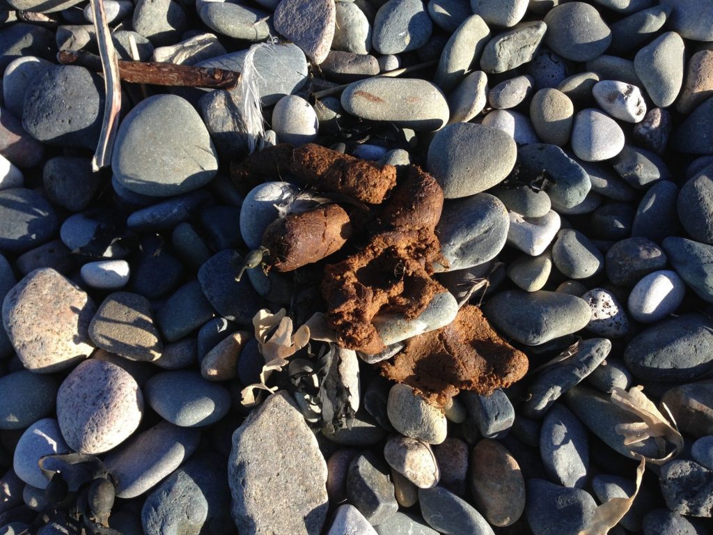 Dog control orders on the beach