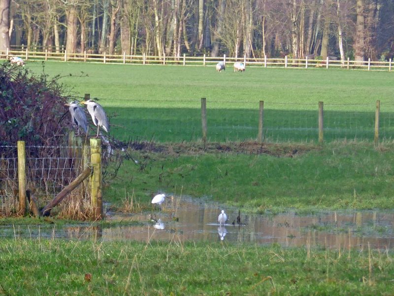 In open farmland on the edge of the woodland, two herons perch on fenceposts. Little egrets investigate flooded fields for snacks.