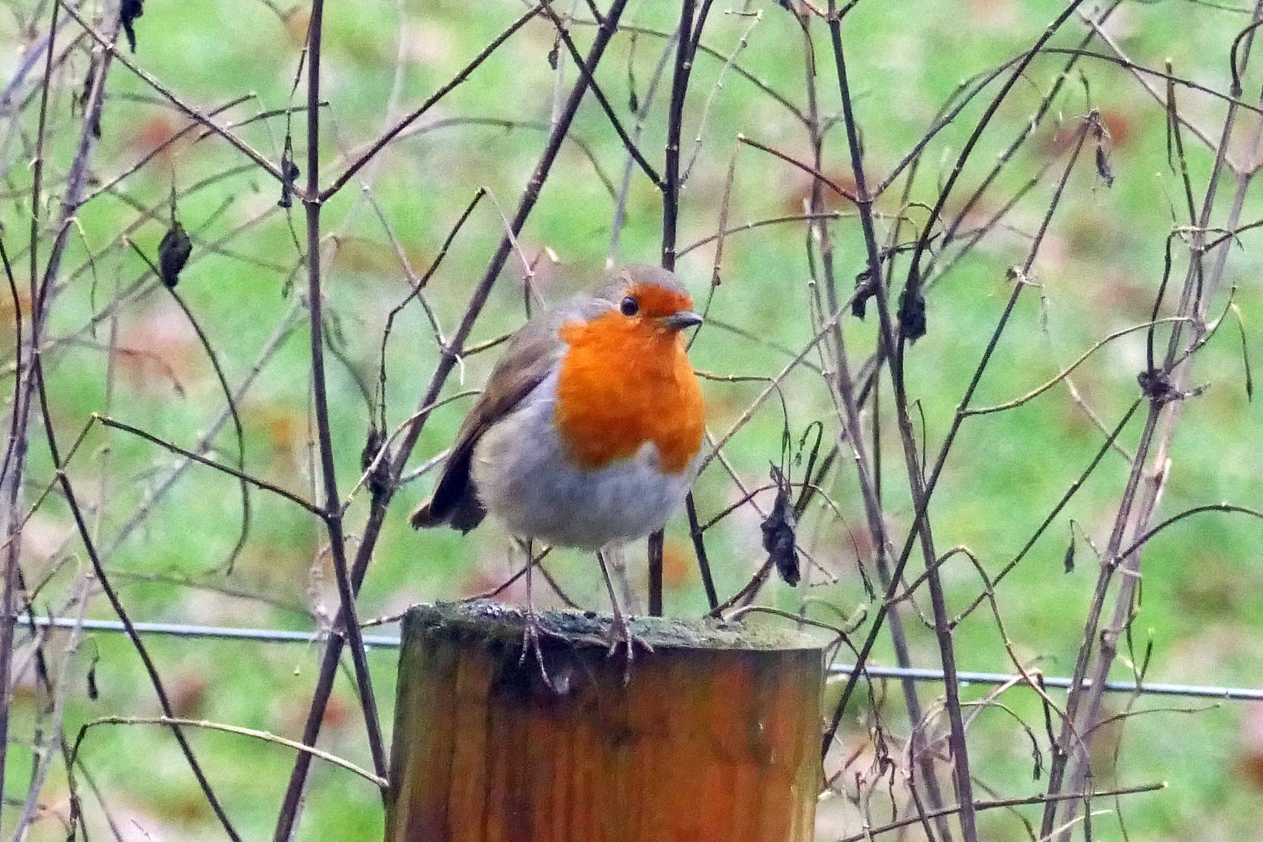 Cheeky robin posing for a snapshot.