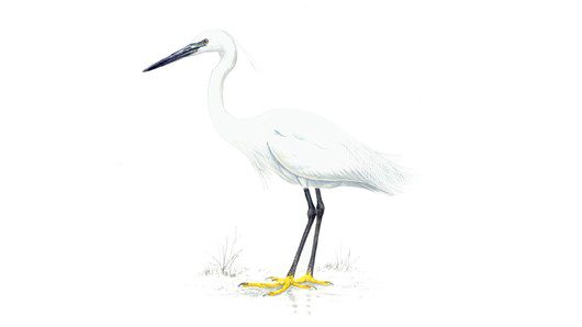 Little Egret. Image: RSPB
