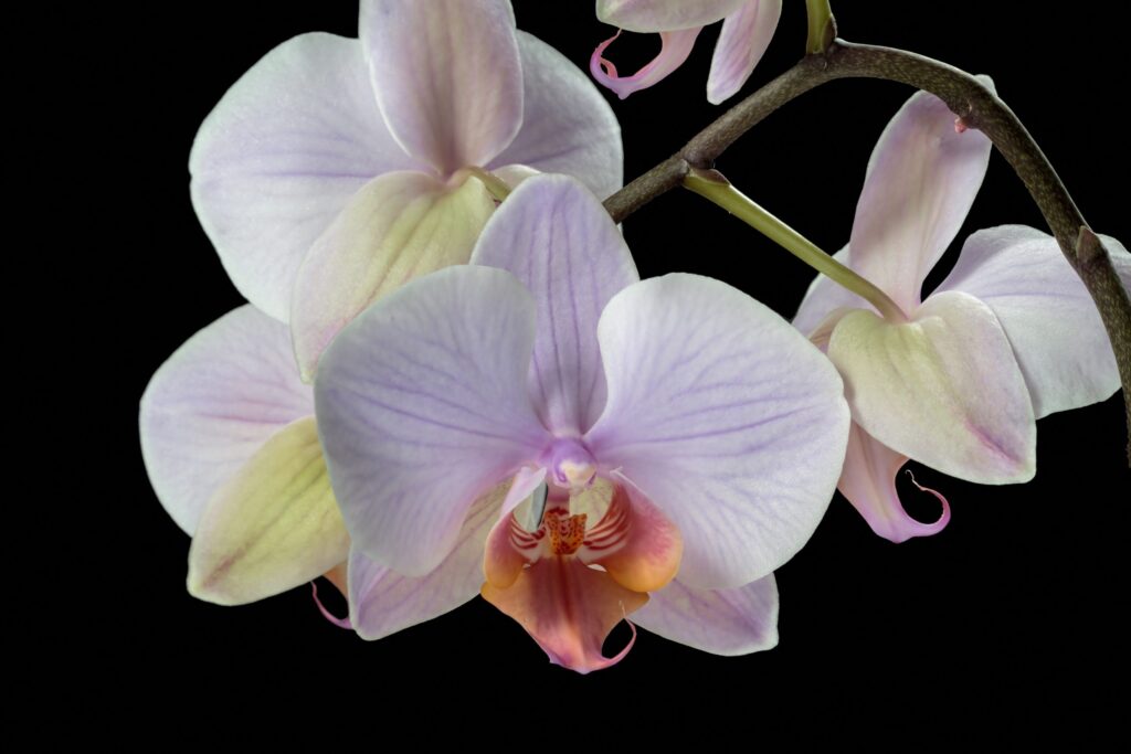 Talk to the house plants - my lovely orchid