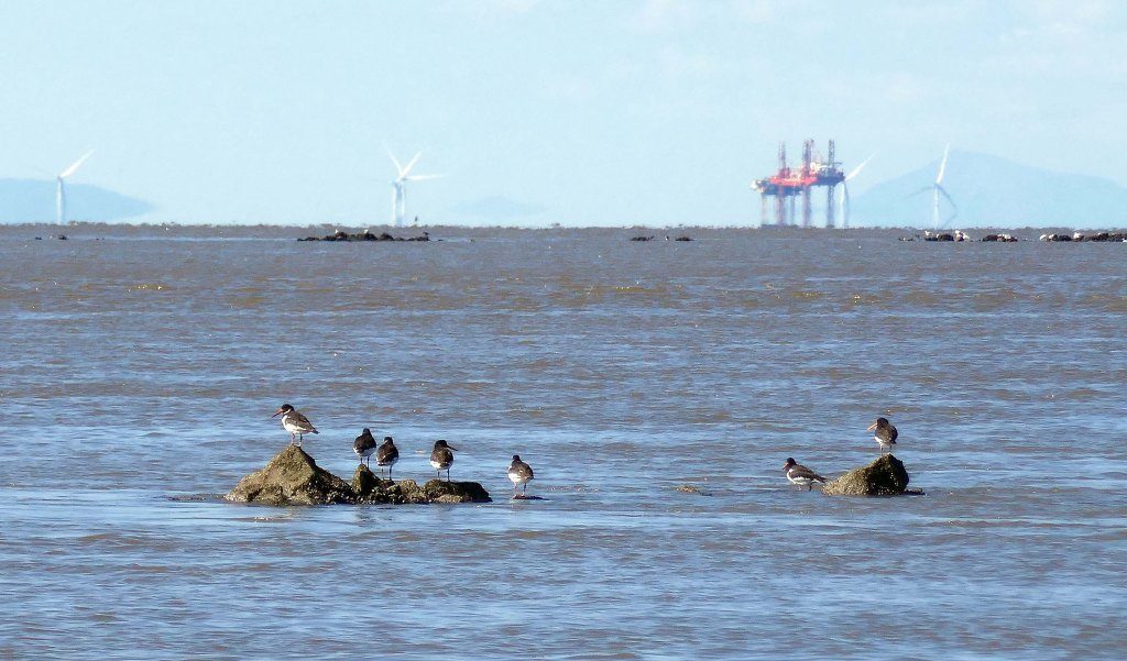 Oystercatchers wait on the exposed north training wall waiting for the tide to recede. Rig, wind turbines and North Wales in the distance.