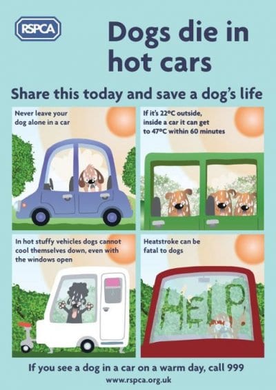 Dogs die in hot cars Dogs die in hot cars