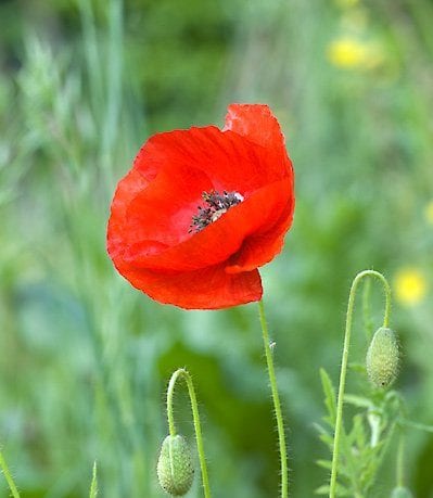 Remembrance Day services in Wyre