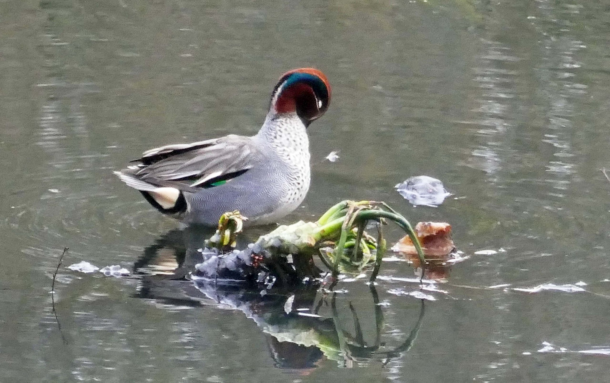 Male Teal on the Lily Pond. He's busy preening his vibrant coat of many colours.