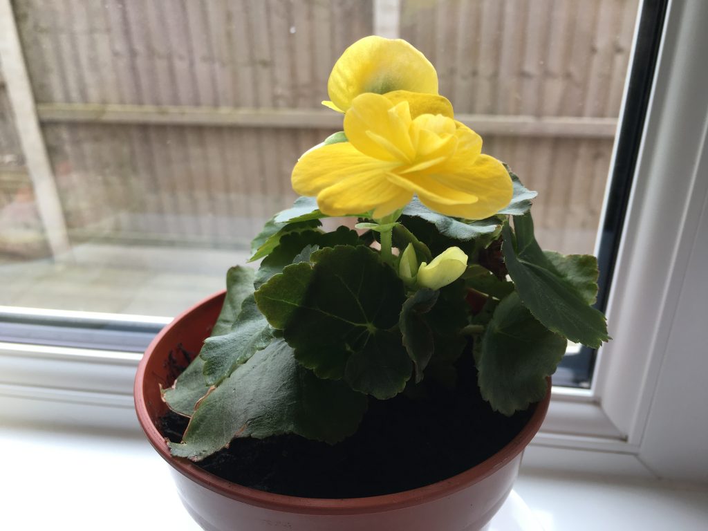 My yellow house plant begonia when it was a baby!