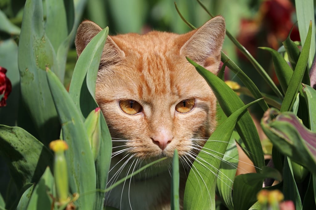Cats in my garden - Chrissie Blogger