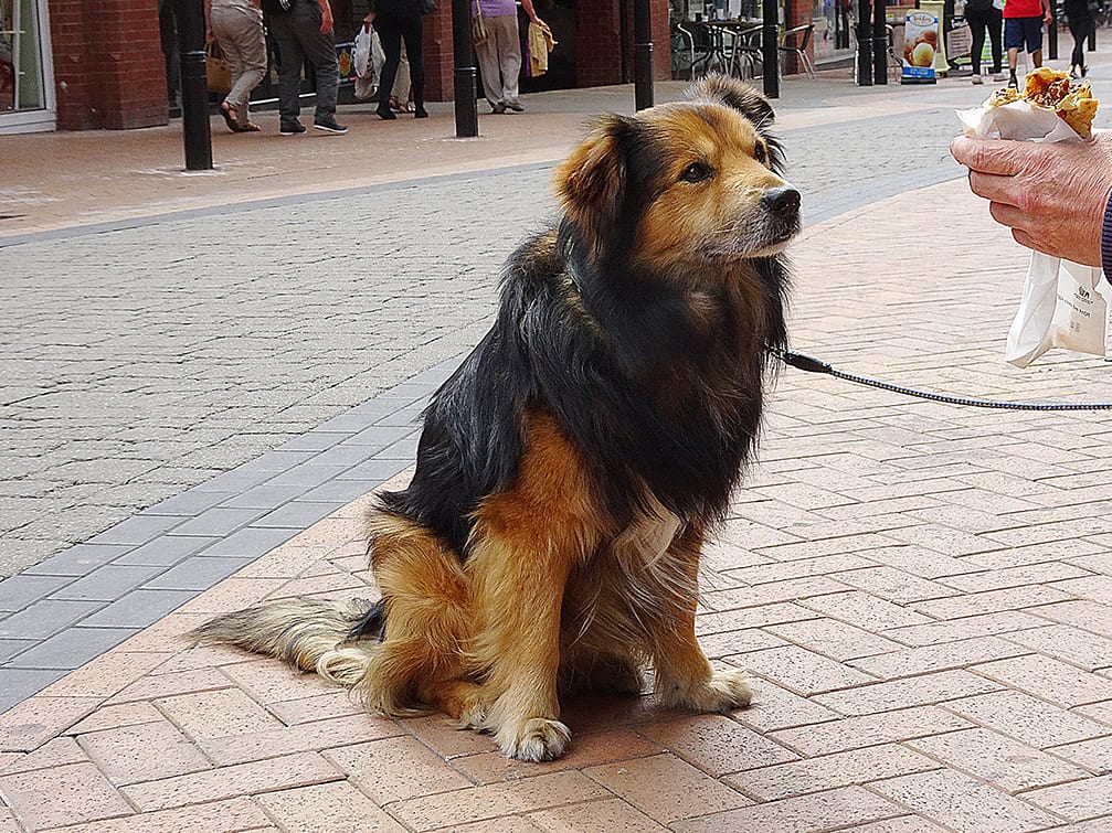 Dog friendly places in Blackpool