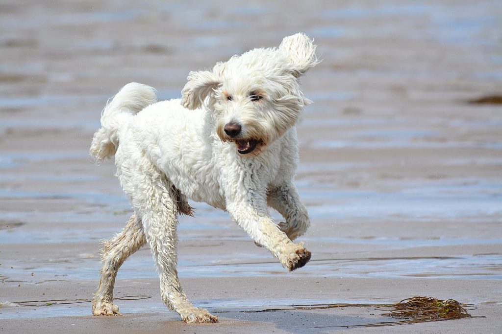 Dog friendly places in St Annes