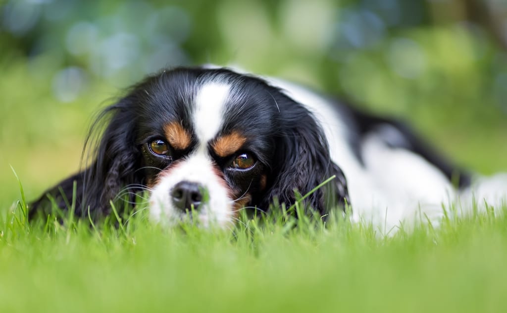 Starting a new year with pet tales from the festive period. Chrissie Blogger with Visit Fylde Coast