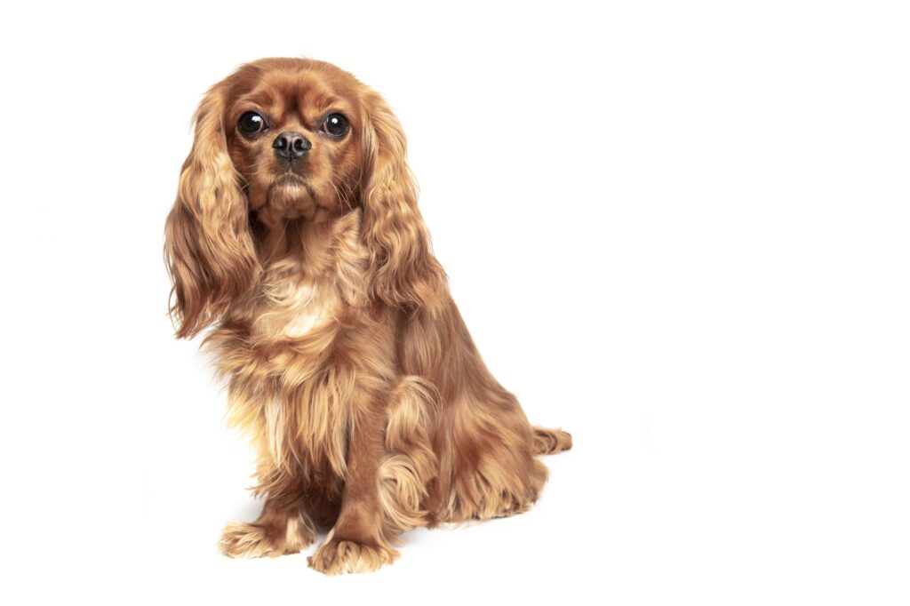 Mauled to death - a beautiful dog just like this one