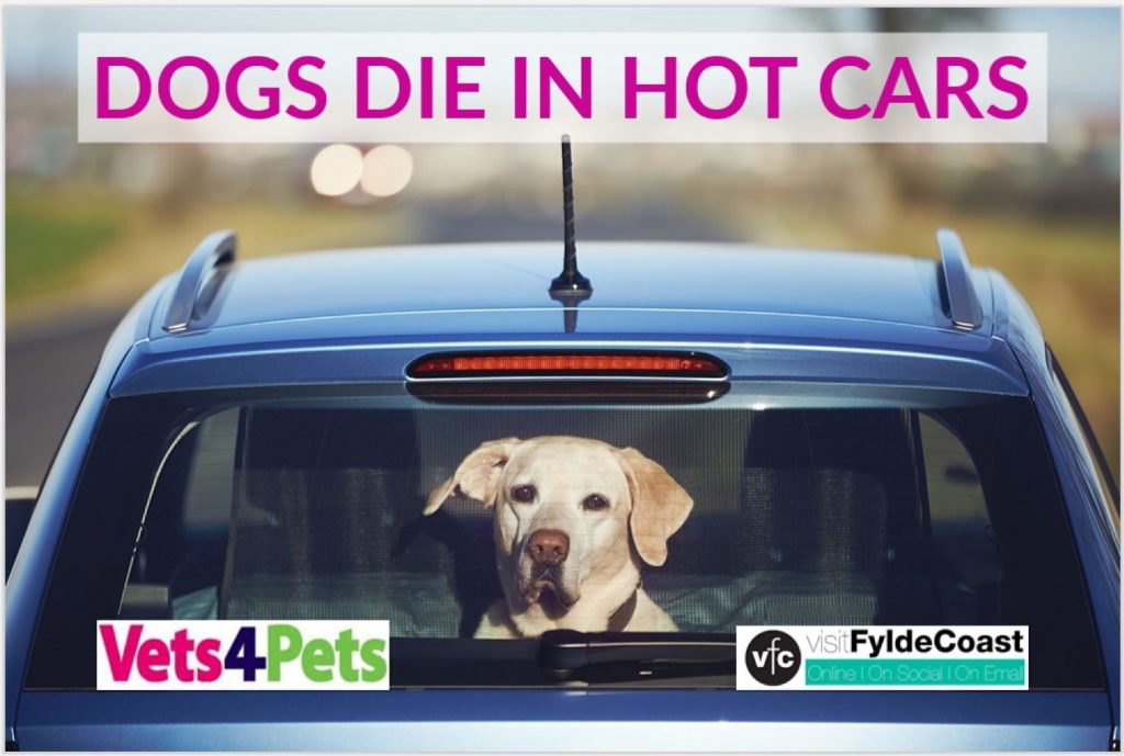 Dogs Die in Hot Cars - with Vets4Pets Cleveleys