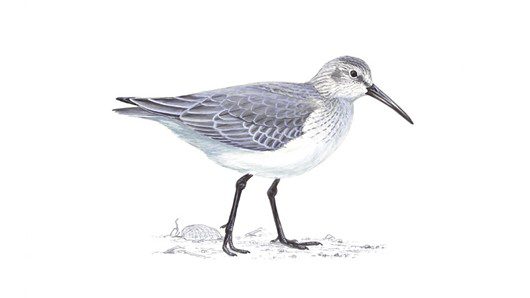 Dunlin. Image: RSPB