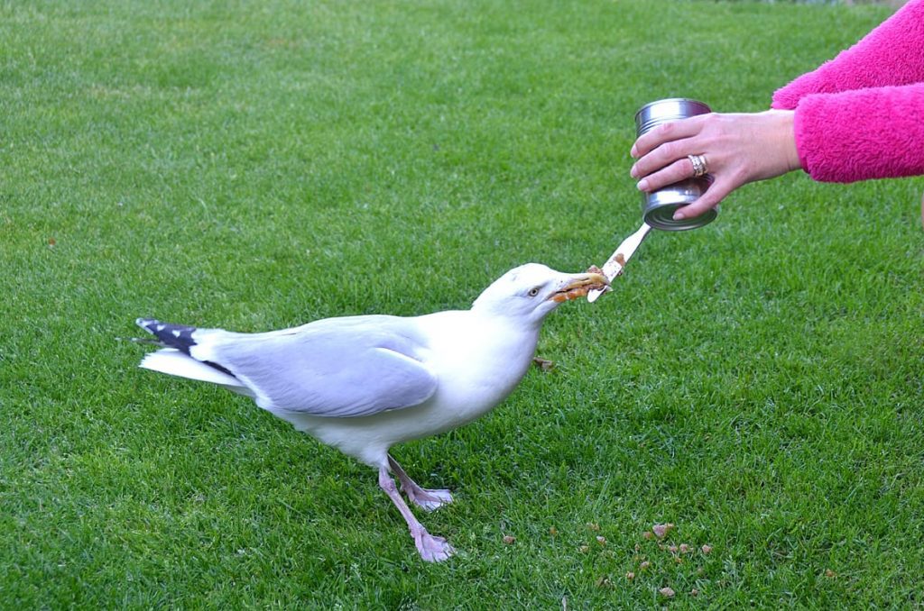 Day in the life of Homer - feeding time!