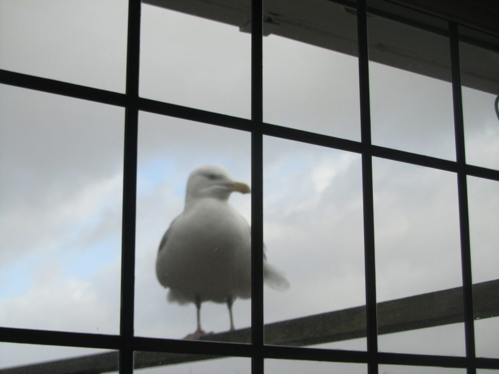 Another window to stare through!