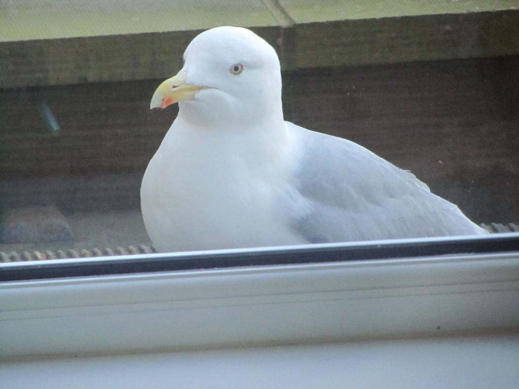 Homer begging for food at the window