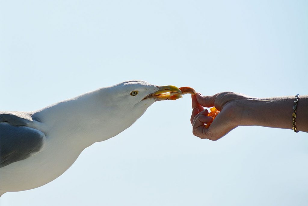 Enjoying a tasty morsel!