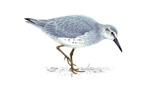 Knot. Image: RSPB