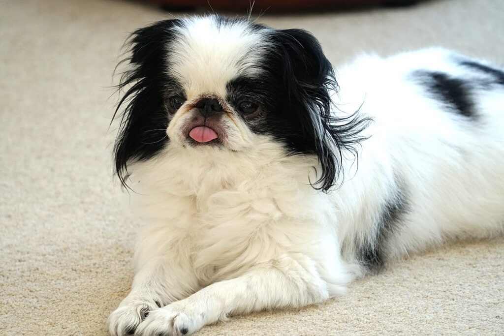 Doggy plops on the carpet