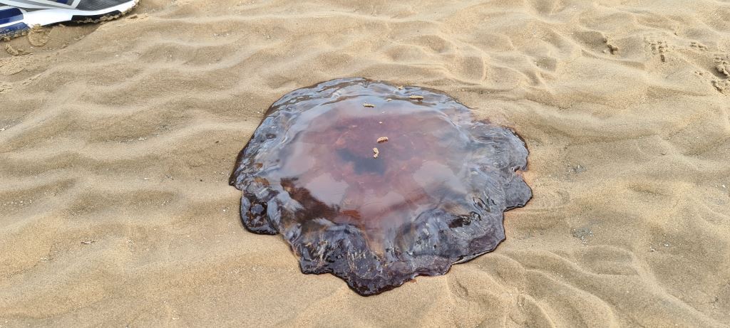 Lion's Mane Jellyfish. Photo: Paul Barker, 2020