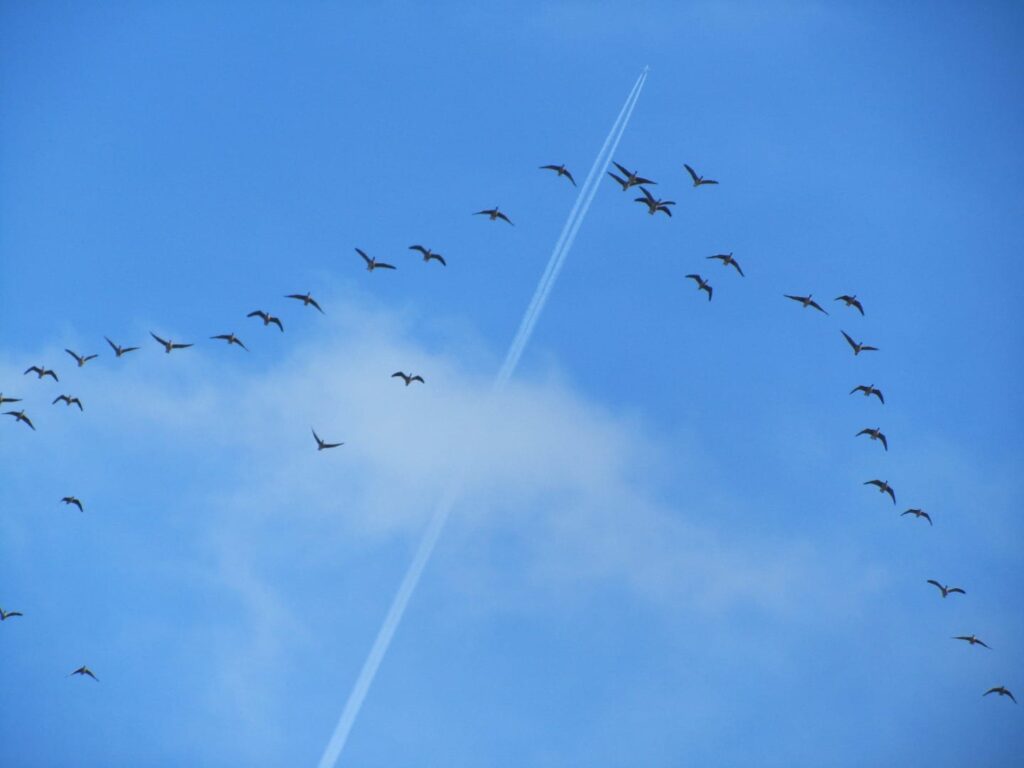 Pink footed geese arriving at River Ribble, one type of migrating birds