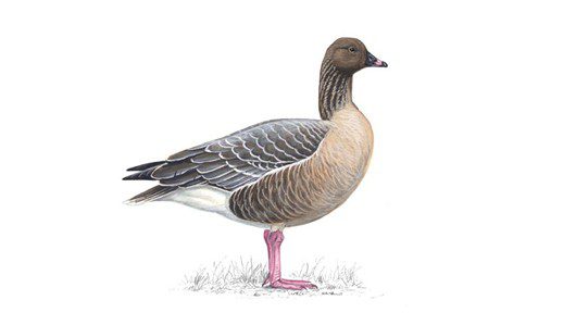 Pink footed goose. Image: RSPB