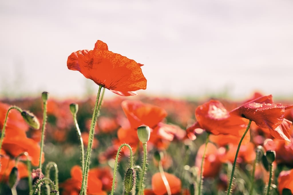 The Fylde Coast will commemorate the brave men and women who have fallen while serving their country, with Services for Remembrance Sunday.