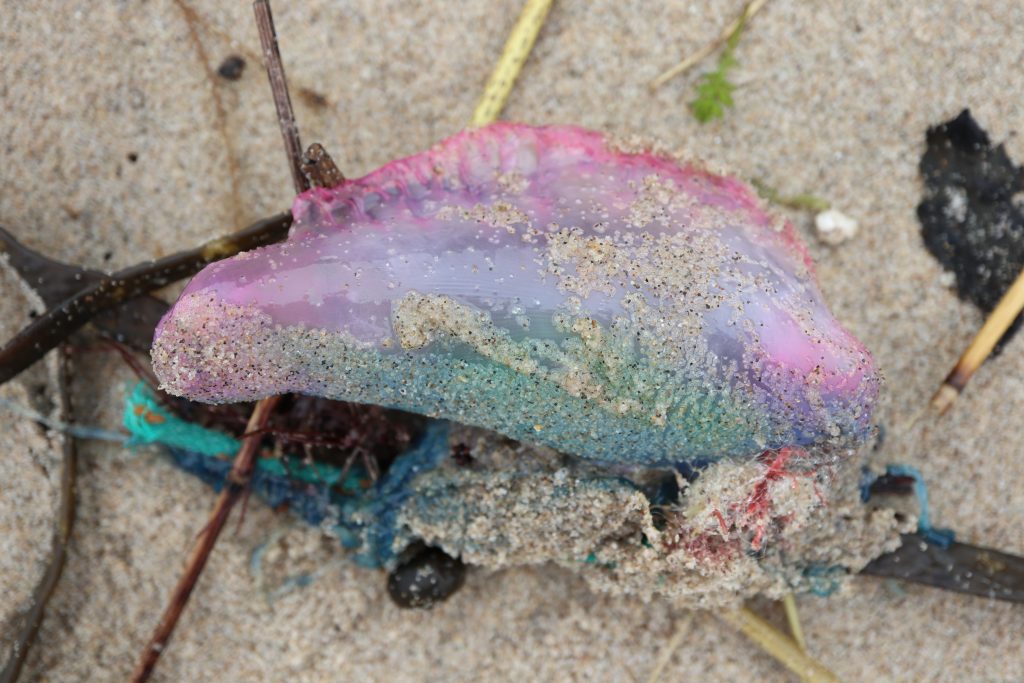 Portuguese Man o'War. Photo: Glynis Pierson