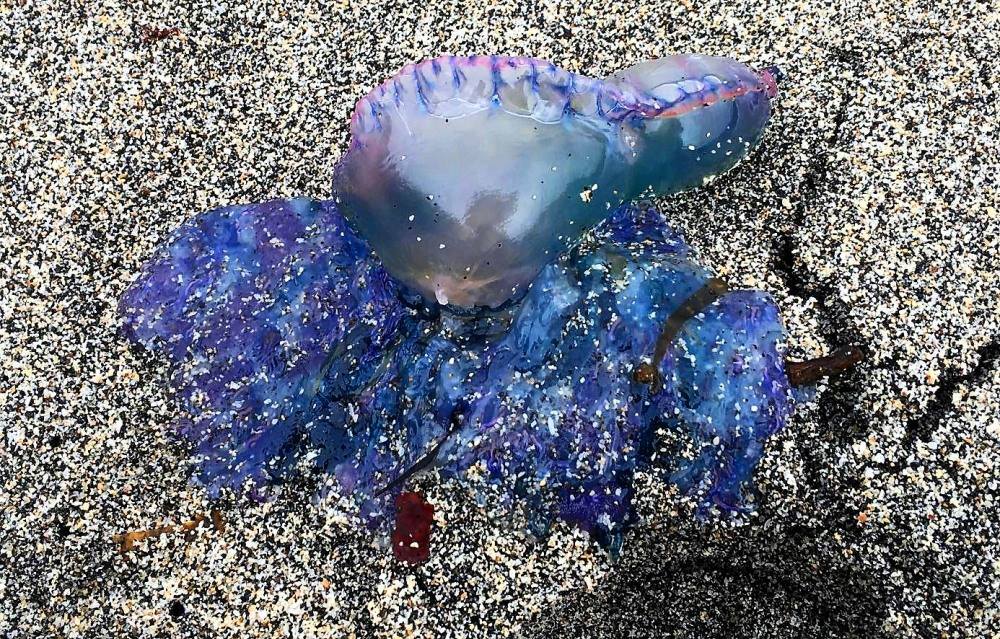 Portuguese Man o'War found by Friends of Portheras Cove