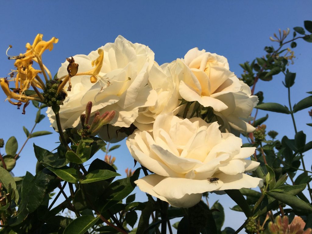 Rose in our back garden