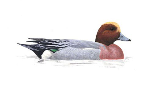 Wigeon. Image: RSPB