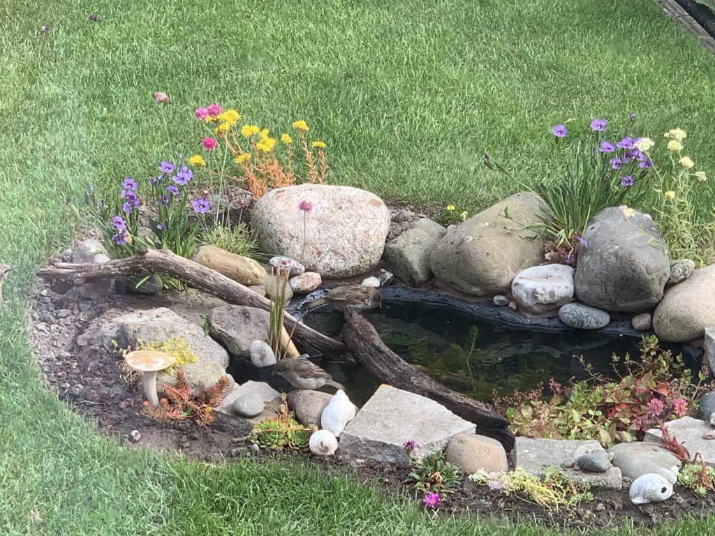 Sparrows arrive at the wildlife pond