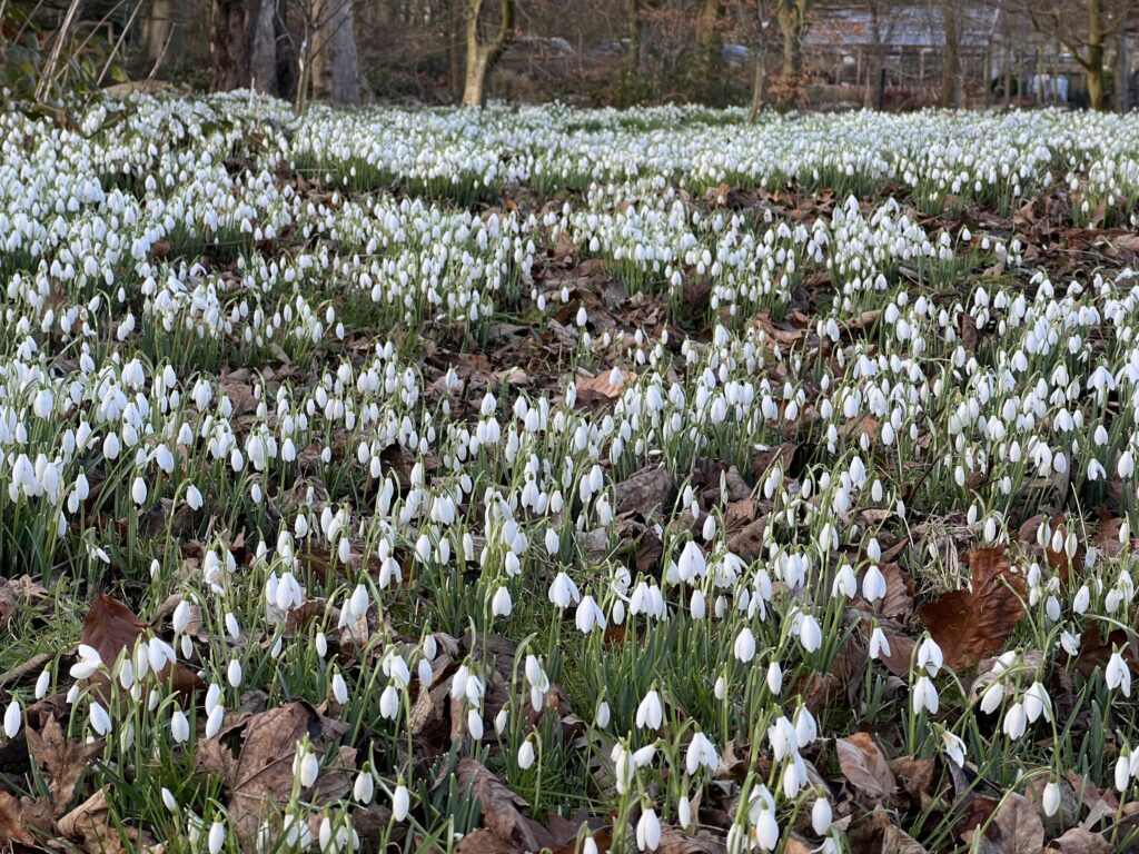 Snowdrop season at Lytham Hall