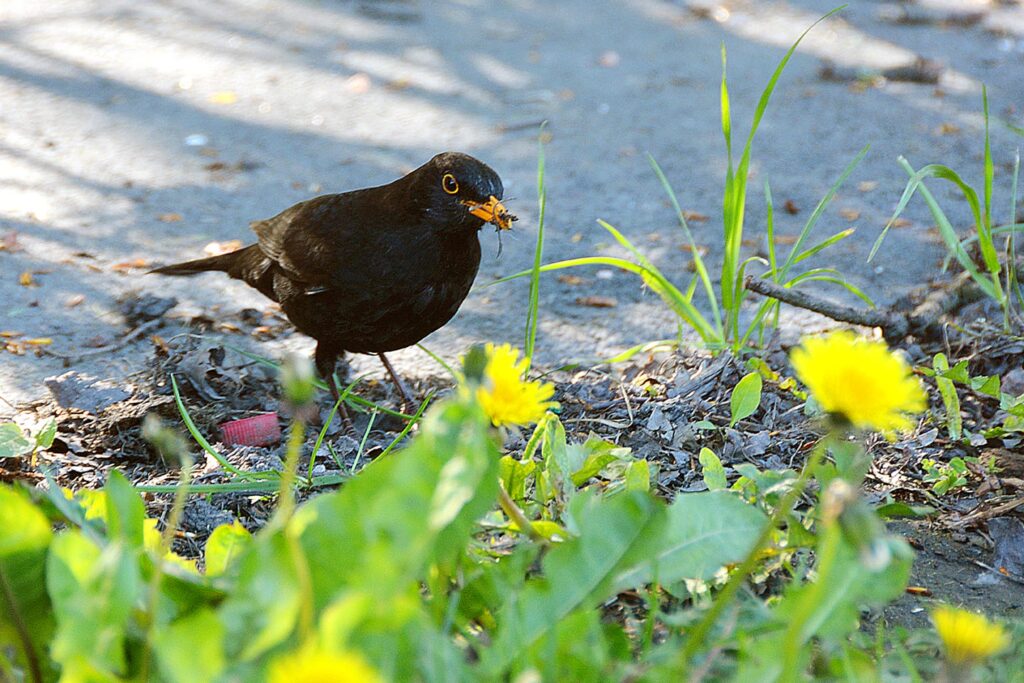 Big Garden Birdwatch 2026