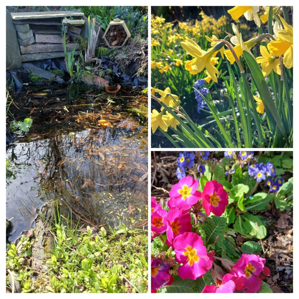 Creating a Garden to Attract Wildlife